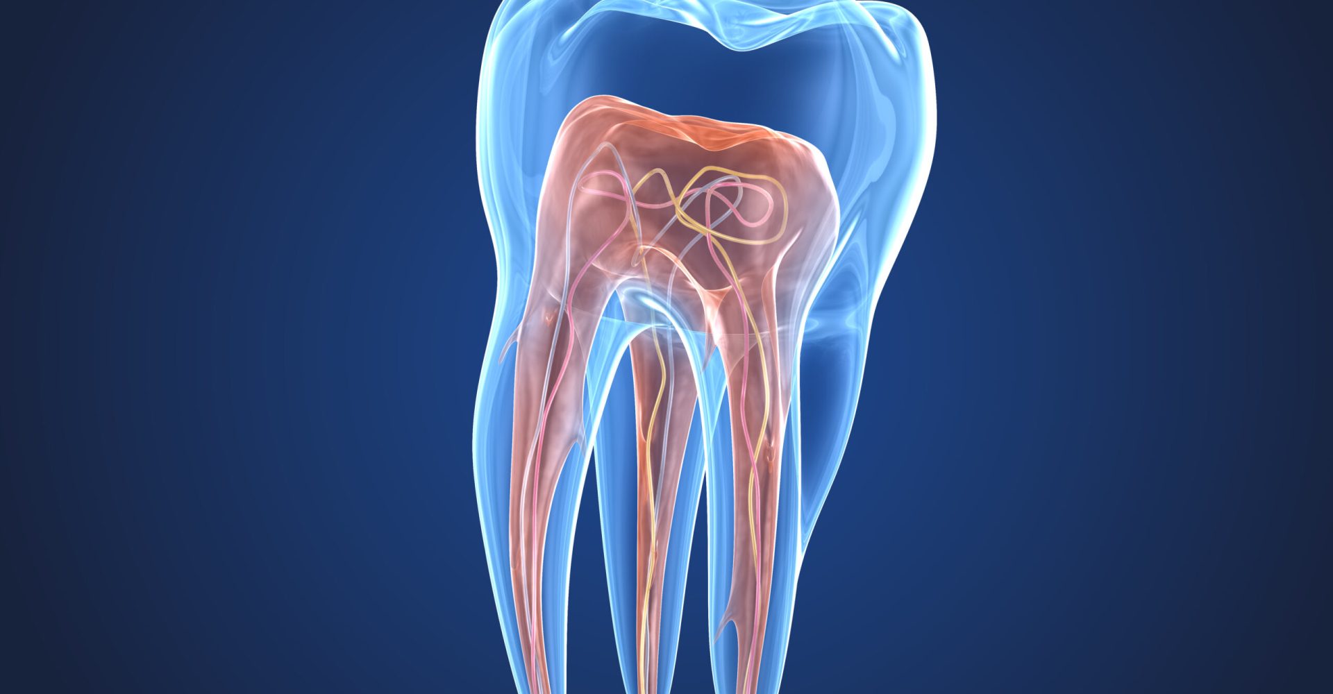 Transparent teeth. 3d renderings of endodontics inner structure